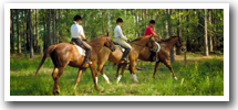 Blue Ridge GA Horseback Riding